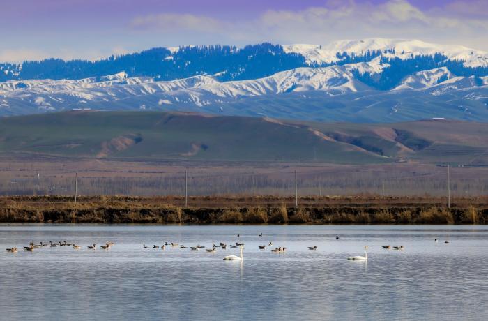那拉提國家濕地公園：候鳥歸來舞翩躚