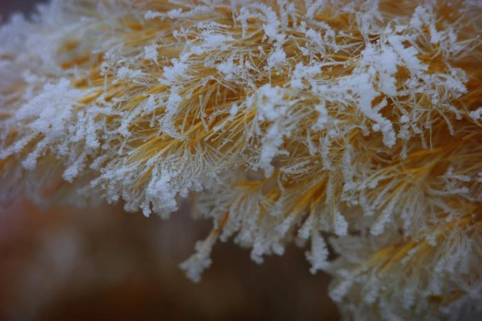 新疆阿克蘇出現大面積霧凇美景