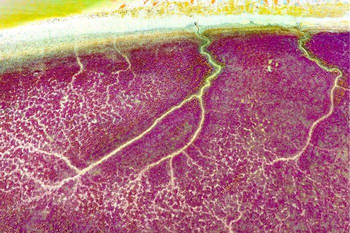 堿蓬草點(diǎn)染紅海灘 宛若大自然油彩畫