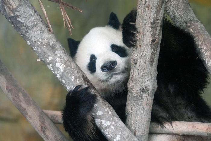 成都大熊貓憨態(tài)可掬