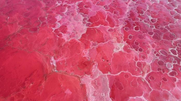 巴丹吉林沙漠現“草莓氣泡水”湖泊