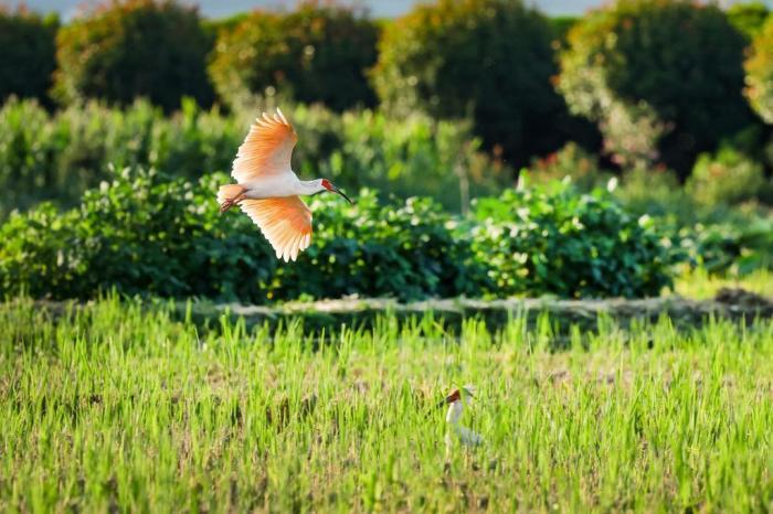 秦巴稻田內(nèi)朱鹮愜意飛舞