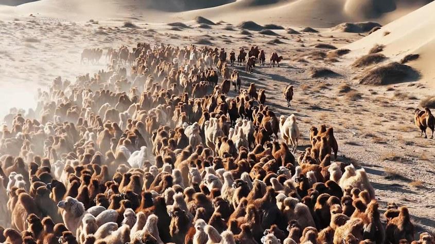 直擊阿拉善駝群轉場 解鎖冬日限定震撼