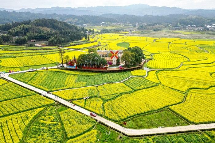 春日賞花季！湖南會同萬畝油菜花田競相綻放