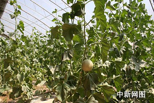 ������˹�����M(j��n)�ǽ����˻@�ӡ����̣�׌������ϡ����Ĳˡ����D��ʮ���B���l(xi��ng)�����(n��i)�ľGɫ�ЙC(j��)�߲ˡ�