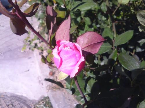 21��9�����֫F�֙C LG BL40e�u�y���