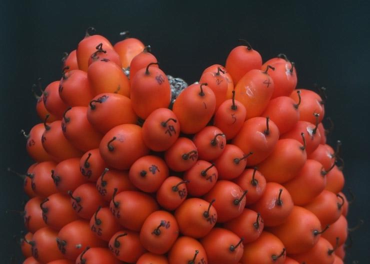 巨魔芋結(jié)實(shí)，速圍觀