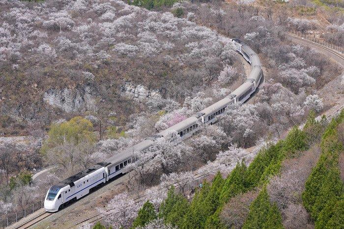 “開往春天的列車” 北京市郊列車穿行居庸關花海