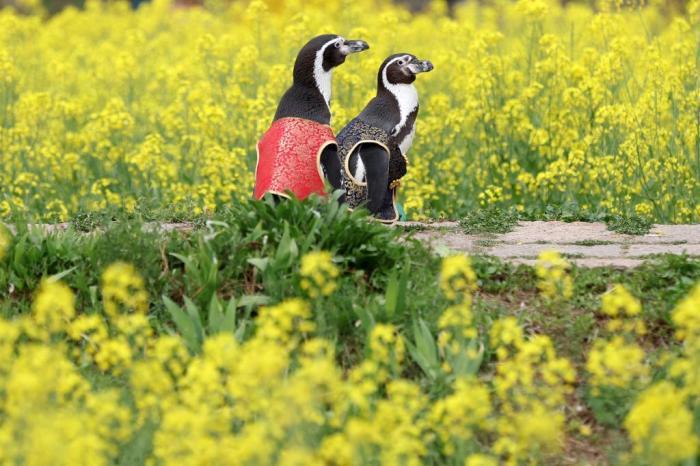 愜意！南京海底世界洪氏環(huán)企鵝戶外踏青“享”春光