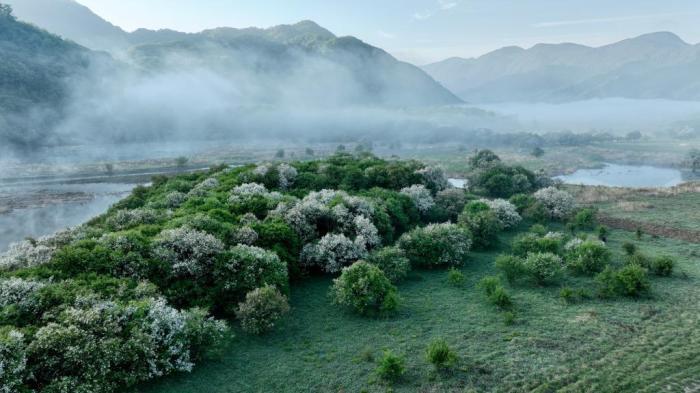 湖北神農架：云間濕地霧籠紗